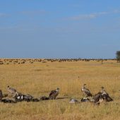  The Serengeti, TZ